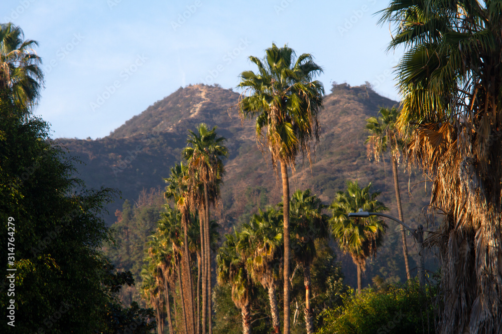 California - Palm Trees and Mountains 