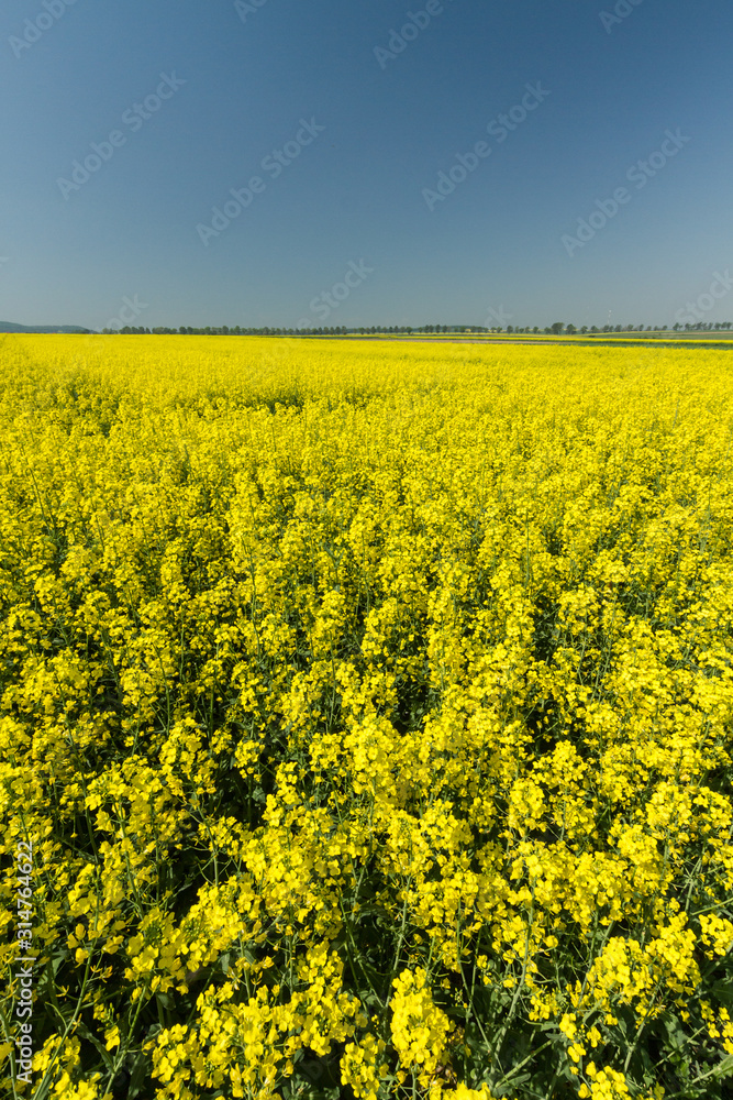 Obraz premium Rape great fields