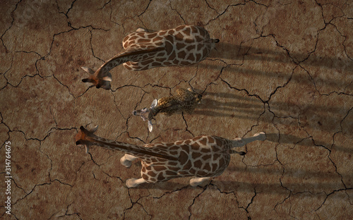 High above bird view of giraffe family with drone camera on cracked dirt 3d rendering photo