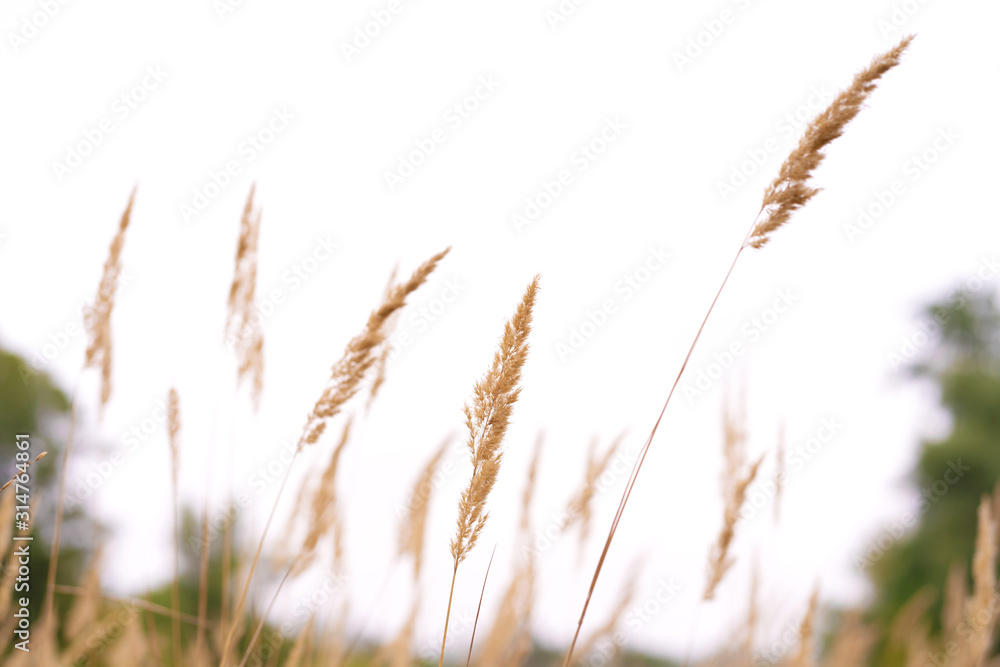 Fototapeta premium Savannah grass field in sun backlight,Twinkle with sunlight at noon.