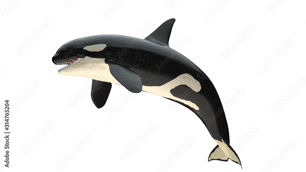 Isolated killer whale orca close mouth left side view on white background cutout ready 3d rendering - obrazy, fototapety, plakaty 