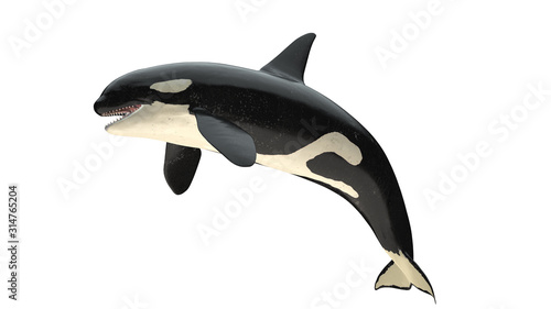 Isolated killer whale orca close mouth left side view on white background cutout ready 3d rendering photo
