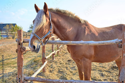 Horse in the arena. A beautiful brown horse is standing in the stall. Hoss farm out of town. Horse riding. Farm for the maintenance of horses. © rtvistlive