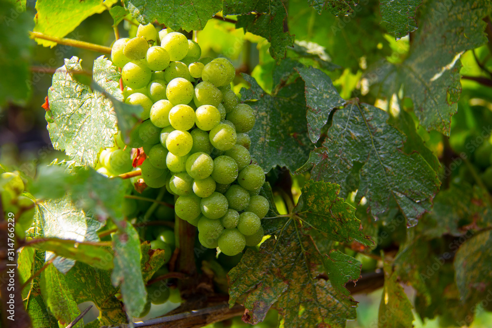 grapes in the sunlight