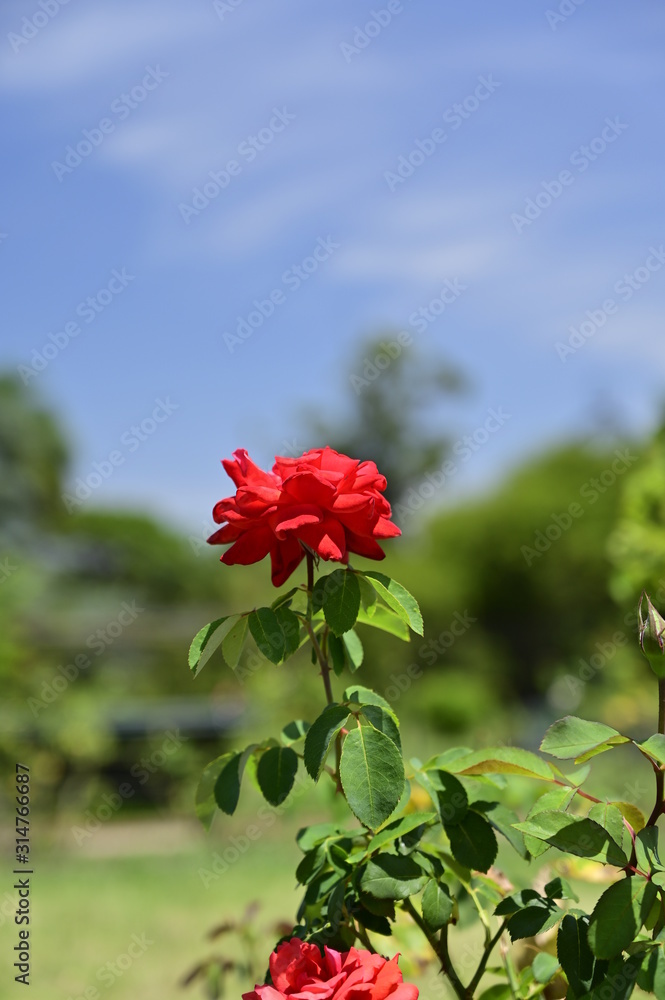 A rose in the park