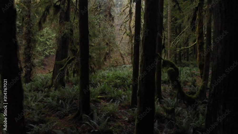 Mosses and Trees in Hoh Temperate Rainforest, Olympic National Park, Washington USA, Dramatic Pull Back Revealing Mosses and Trees in Hoh Temperate Rainforest, Olympic National Park, Washington USA, Dramatic Pull Back Revealing