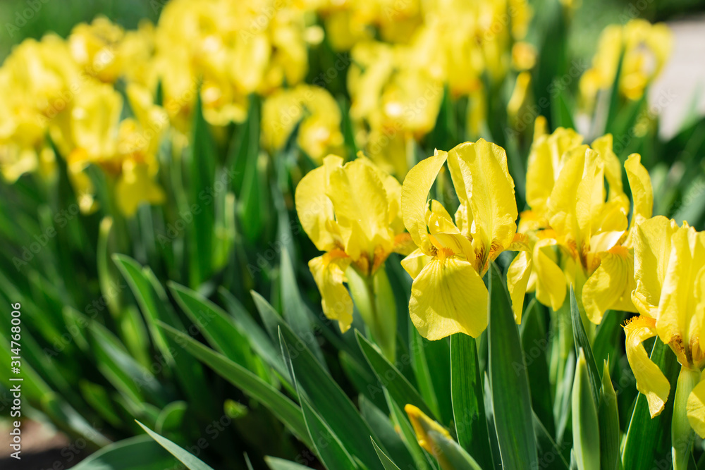 Obraz premium Flowerbed with beautiful yellow iris flowers close up