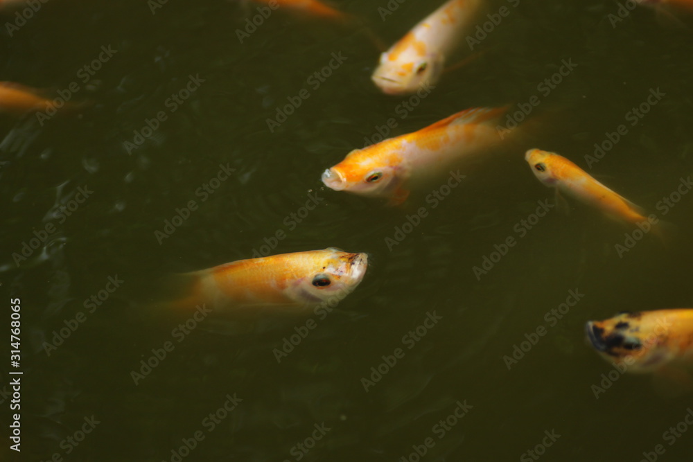 Fototapeta premium Orange colored Nile Tilapia fish / Oreochromis niloticus at the pond