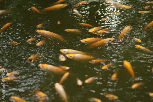 Orange colored Nile Tilapia fish /  Oreochromis niloticus at the pond