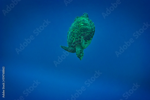 Green Sea Turtle swimming down from surface photo