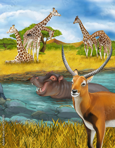 cartoon scene with hippopotamus hippo in the river near the meadow giraffes and antelope illustration for children