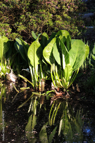 Asian skunk-cabbage or white skunk cabbage on the banks of pond