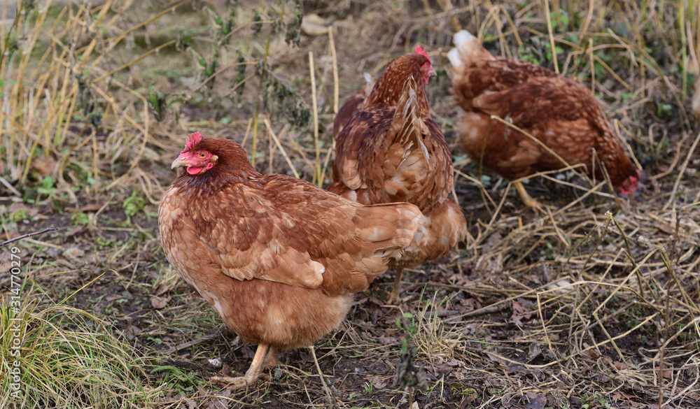 Fototapeta premium a flock of brown chickens runs across a meadow and looks for food in the healthy and natural free range outdoors on the ground
