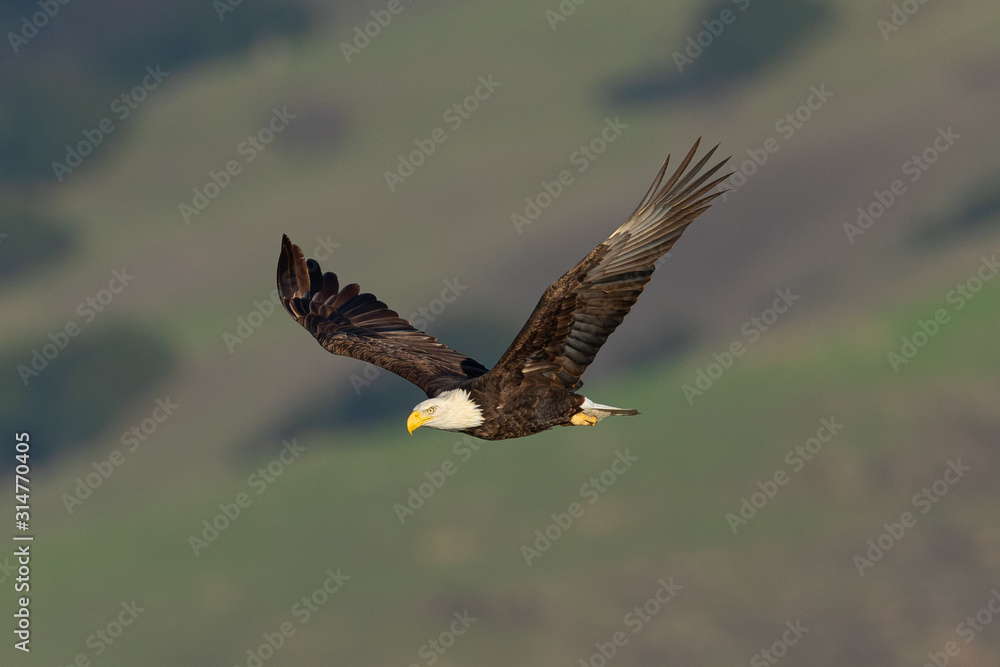 Closeup of a bald eagle flying against North California hills , seen in the wild in  North California