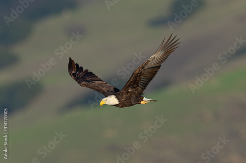 Closeup of a bald eagle flying against North California hills , seen in the wild in North California