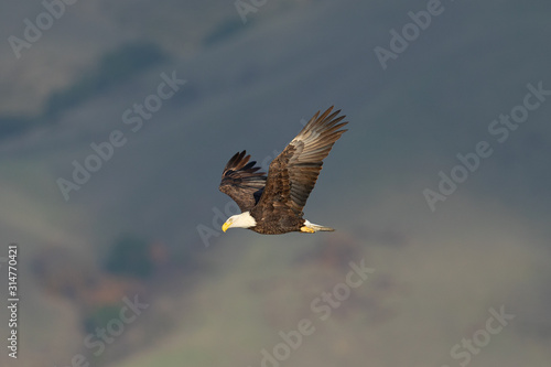 Closeup of a bald eagle flying against North California hills , seen in the wild in North California