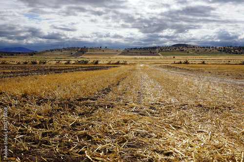 plowed field and blue sky