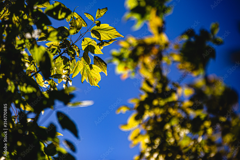 autumn leaves against blue sky autumn leaves against blue sky