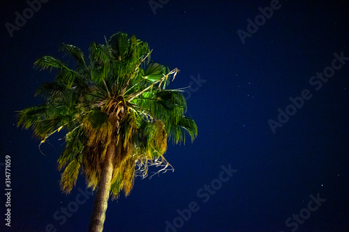 palm tree