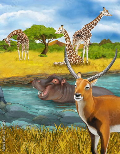 Fototapeta Naklejka Na Ścianę i Meble -  cartoon scene with hippopotamus hippo in the river near the meadow giraffes and antelope illustration for children