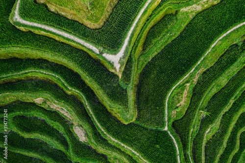 Aerial view of Tegalalang Bali rice terraces. Abstract geometric shapes of agricultural parcels in green color. Drone photo directly above field.