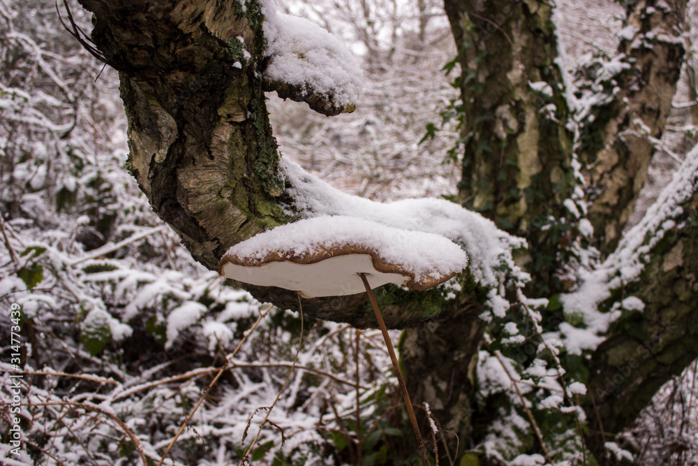 Fototapeta premium Snowy Scene 