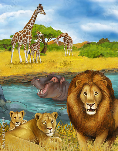 cartoon scene with hippopotamus hippo swimming in river near the meadow and giraffes resting illustration for children