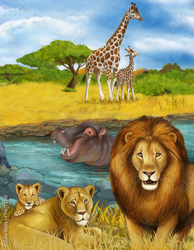 cartoon scene with hippopotamus hippo swimming in river near the meadow and giraffes resting illustration for children