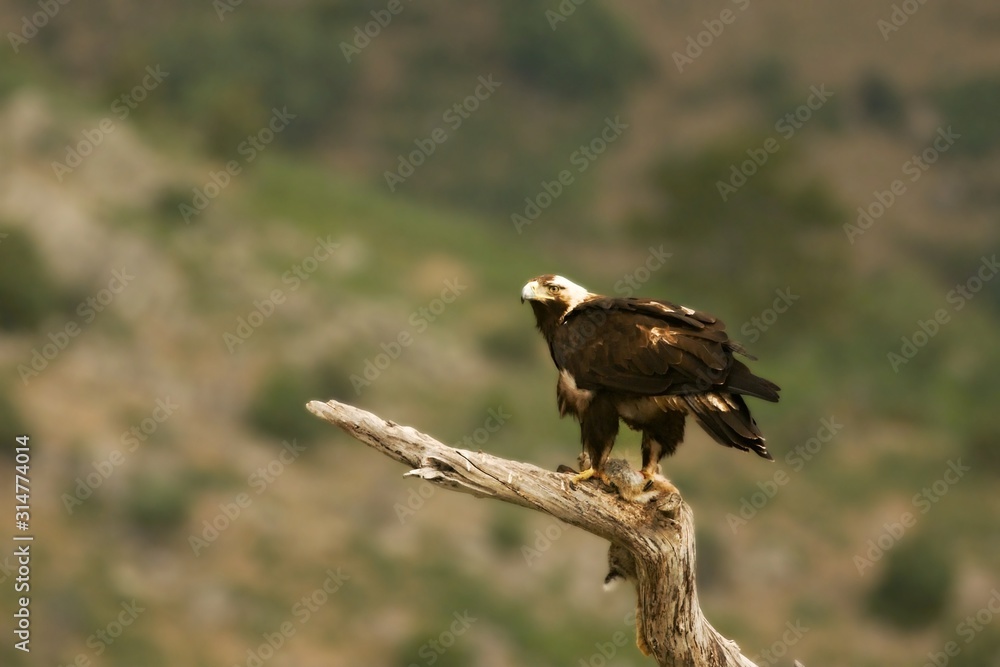 Obraz premium Spanish imperial eagle (Aquila adalberti), also known as the Iberian imperial eagle, Spanish or Adalbert's eagle feeding with a death rabbit.