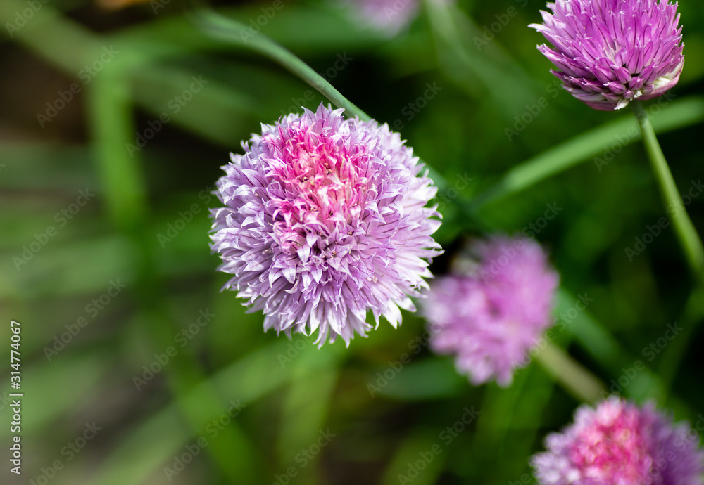 Fototapeta premium pink flower in garden