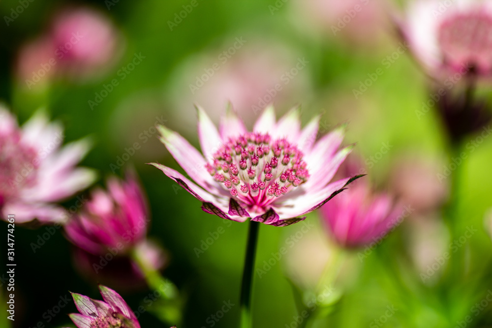 pink flower with water drops of dew