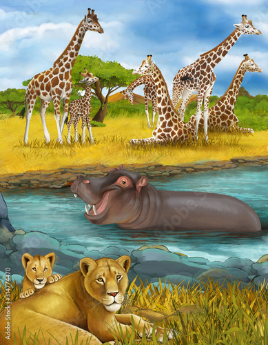 cartoon scene with lions and hippopotamus hippo swimming in river near the meadow and giraffes resting - illustration for children