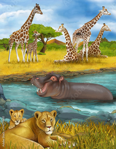 cartoon scene with lions and hippopotamus hippo swimming in river near the meadow and giraffes resting - illustration for children