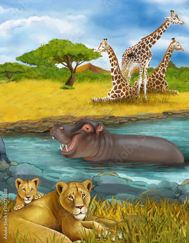 cartoon scene with lions and hippopotamus hippo swimming in river near the meadow and giraffes resting - illustration for children