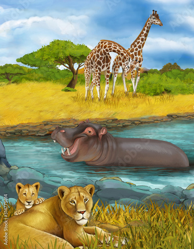 cartoon scene with lions and hippopotamus hippo swimming in river near the meadow and giraffes resting - illustration for children