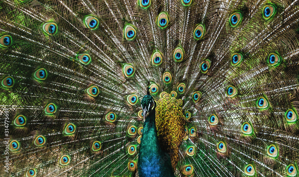 Fototapeta premium Paon 2/2