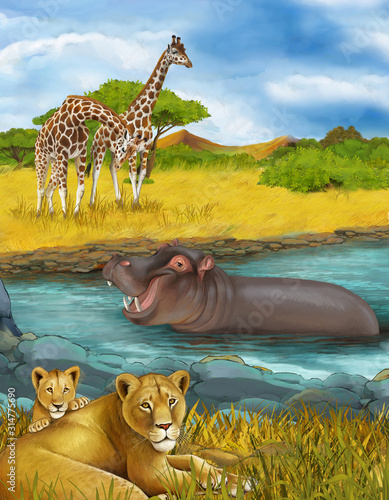 cartoon scene with lions and hippopotamus hippo swimming in river near the meadow and giraffes resting - illustration for children