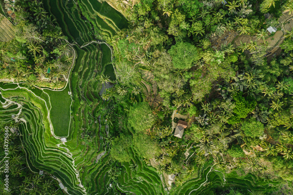 Landscape of the ricefields and rice terrace Tegalalang near Ubud of the island Bali in indonesia in southeastasia. Aerial drone view.