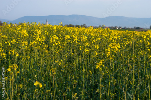 Yellow and green field of blooming canola on a blue sky and mountains background. Wilamowice is a rural town in southern Poland, situated in the Bielsko County, Silesian Voivodeship, Europe. © Michal Murawski