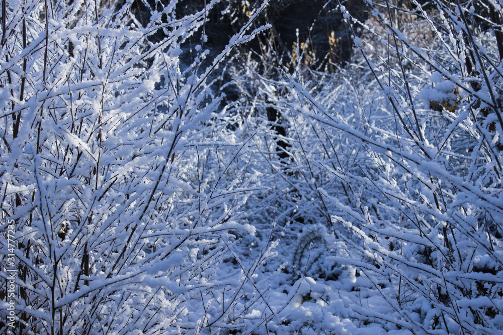 frost on branches frost on branches