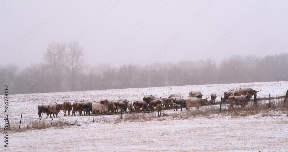 longhorn cattle in line during winter snowstorm longhorn cattle in line during winter snowstorm