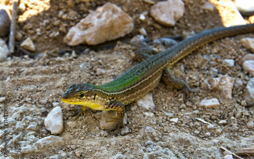 lizard resting in the shade