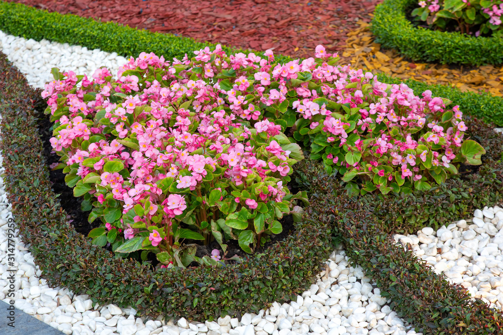 pink decorative flowers on a decorated flower bed. botany and decoration of city streets