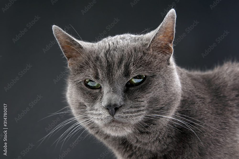 Studio portrait of a beautiful grey cat on dark background
