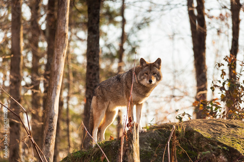 a lone coyote in the woods