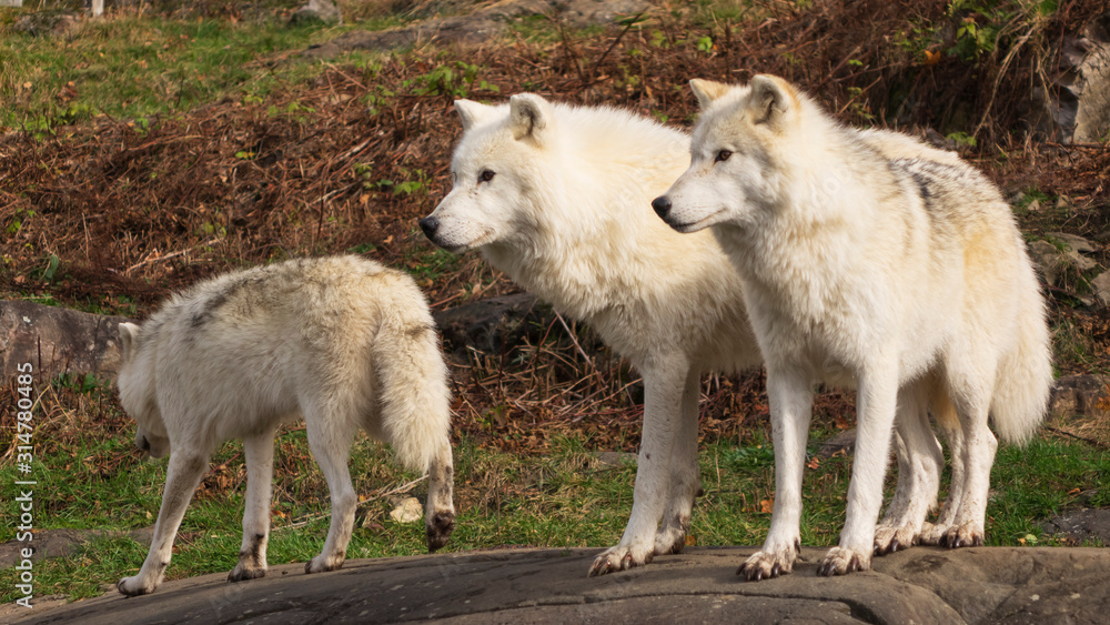 Fototapeta premium Arctic Wolves in nature