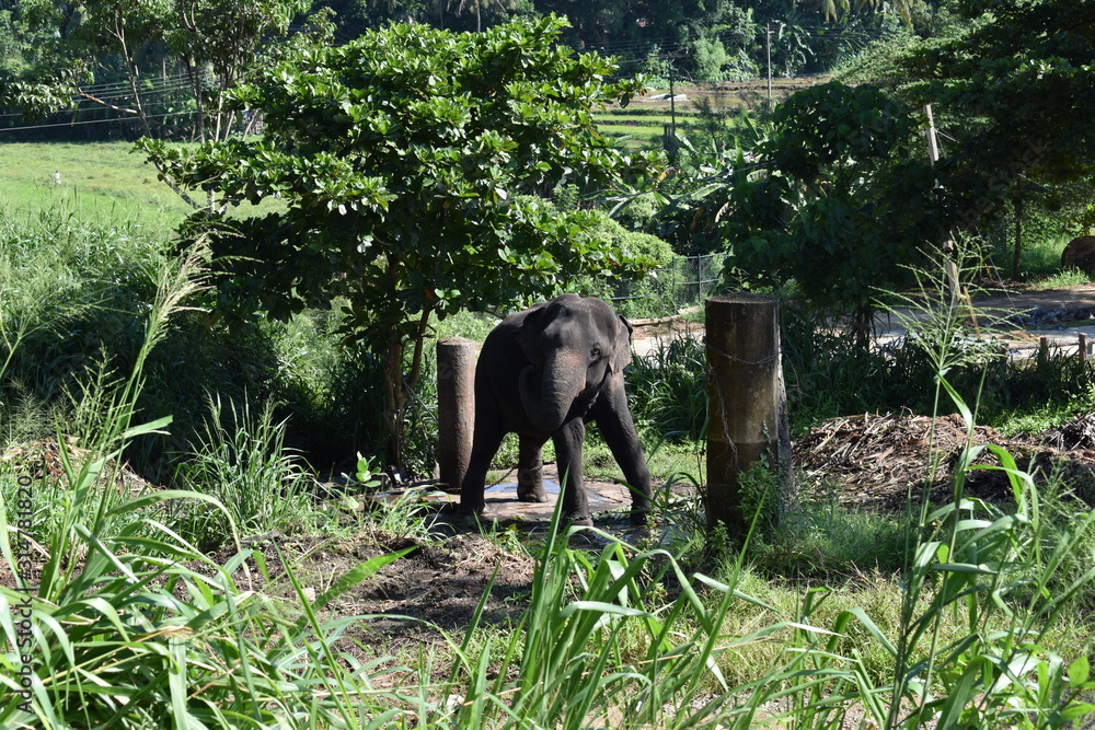 Fototapeta premium viaje a sri lanka