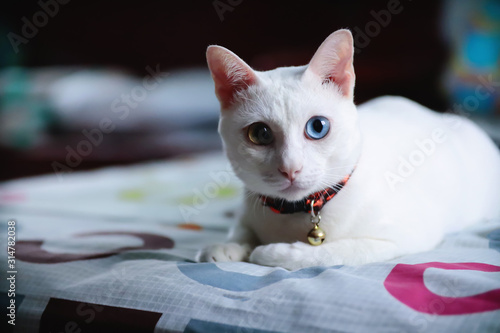 Khao Manee Siamese Cats is sitting on the table and looking at the camera