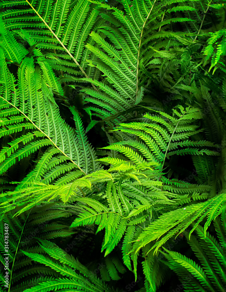 Ferns