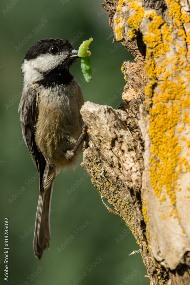 Naklejka premium Black-capped Chickadee (Poecile atricapillus) entering a nesting cavity with a green catepillar.